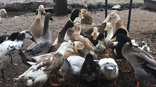 Feeding time for the Ducks