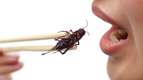 How Did We Arrive at Eating Insects?