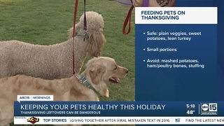 Keeping your pets healthy during the holidays