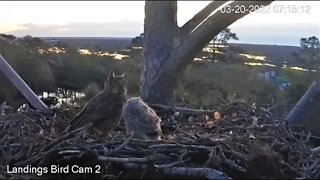 Mom Hides Frog From Owlet 🦉 3/20/22 07:13