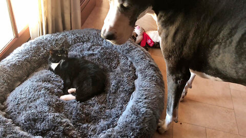 Great Dane Is Not Amused That Tuxedo Cat Is Napping In Her Bed