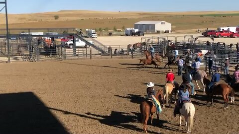 Bull Dogging at Rodeo