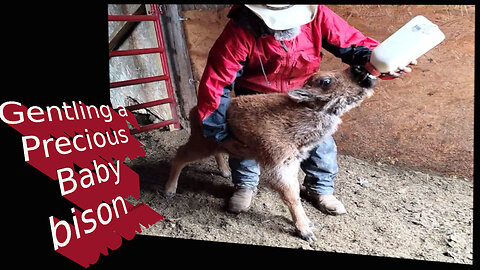 How to gentle a precious bison baby