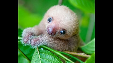 Baby sloth being adorable 😊