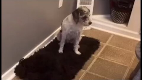 Owner Tries to Find Dog Camouflaged By Rug