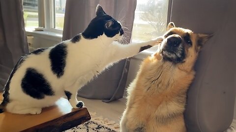 Hilarious 2024 Dog and Cat Videos 😂 Best Friends Forever!