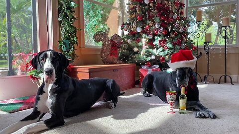 Great Danes pose for Advent Christmas photo