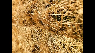 Can You Find A Needle In A Haystack?