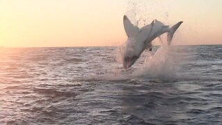 Bitten in Half by Huge Great White Shark - Vanda Perri