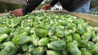 It's harvest time for the world's least favorite veggie, Brussels Sprouts