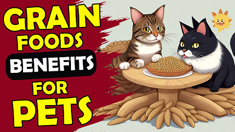 GRAIN-FREE PET FOOD BENEFITS ( START GIVING IT TO YOUR PETS )