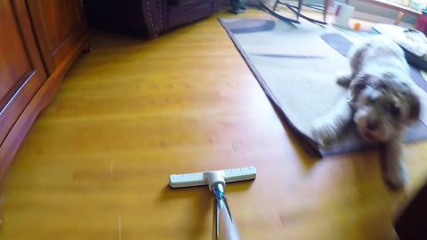 Dog decides to "help" owner with the vacuuming
