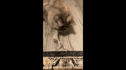 Lucy got a snake
