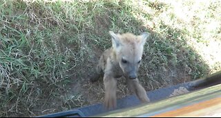 Baby hyena gets a big fright when it touches safari vehicle