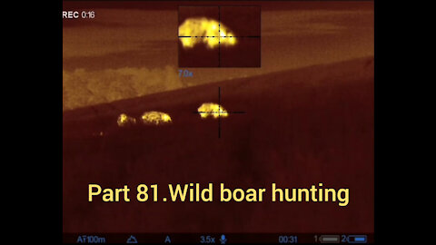 Part 81. Wildboar hunting, pulsar thermion xq50