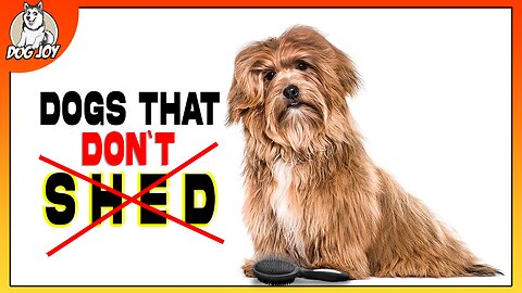 Top Dog Breeds That Don't Shed