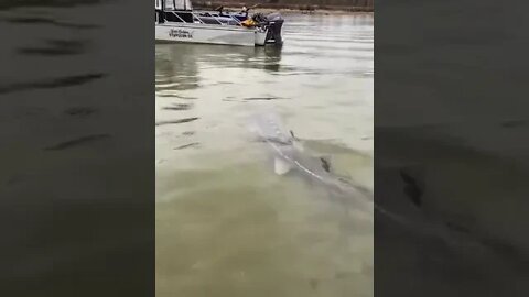 Giant Sturgeon Fish🦈🦈🦈