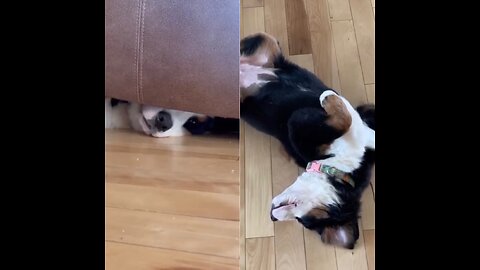 Puppy sleeps in the funniest positions!