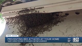 How to prevent bee attacks at your home