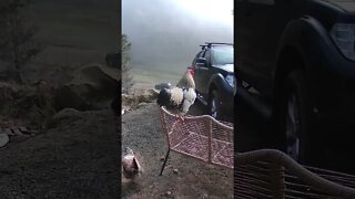 Rooster caught crowing on security camera.