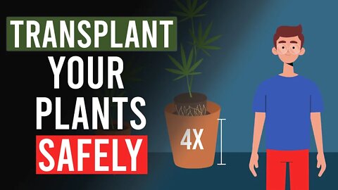How to Safely Repot Your Cannabis Plants!