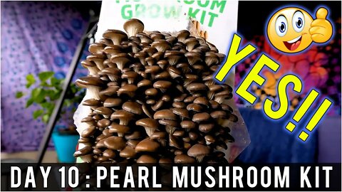 Day 10: Organic Pearl Oyster Mushroom Grow Kit (14 days to Harvest) Sustainability | How To Review