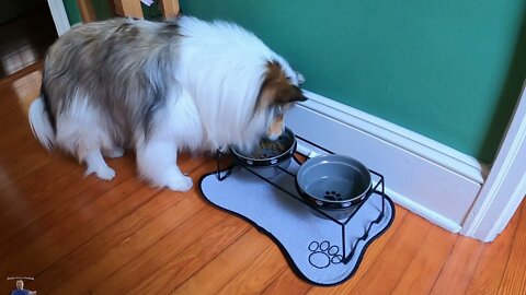 🐾Dog & Cat Food & Water Dish Review: Our DOG LOVES IT SO MUCH🐾