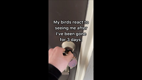 Parrots react to their mom coming home!