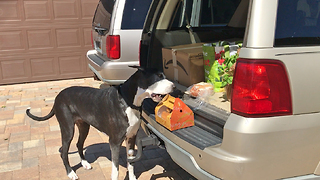 Great Dane carefully delivers box of fried chicken