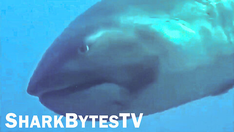 Submarine Shark Caught on Video - Shark Bytes TV Episode 21 - Largest Sharks - The Mega Mouth