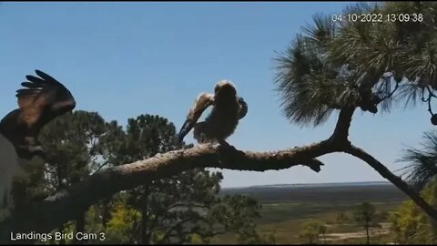 Osprey Lands Next To Owlet-Cam Three 🦉 4/10/22 13:09