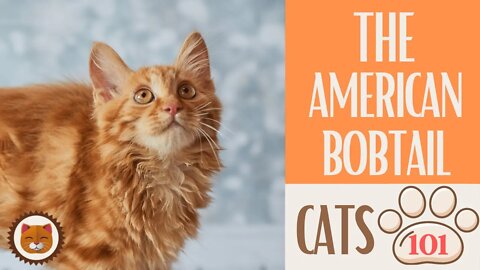 🐱 Cats 101 🐱 AMERICAN BOBTAIL - Top Cat Facts about the AMERICAN BOBTAIL #KittensCorner