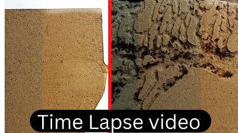 Sand ant farm - ants digging tunnels time lapse 4k