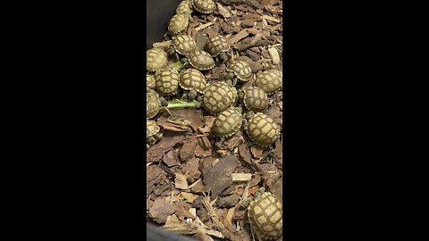 Baby Sulcata Tortoises