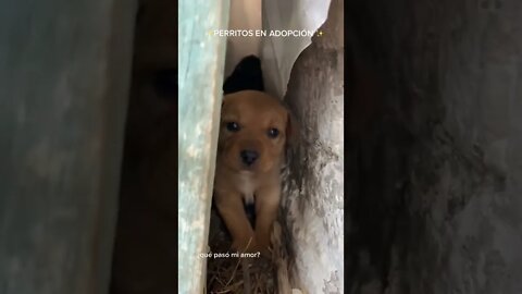 Cachorro en adopción enojado #Tierno #babydog #cachorrinho #pets #doglover #dog #dogs 🐶🐕🐩🐕‍🦺🦮