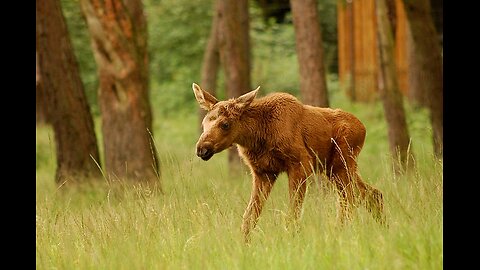Cute Baby Moose compilation