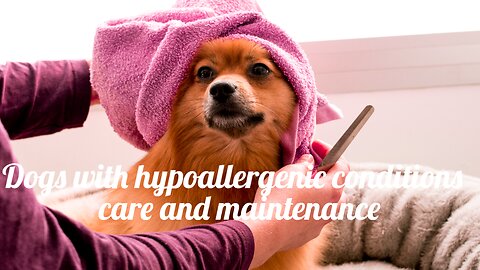Dogs with hypoallergenic conditions care and maintenance