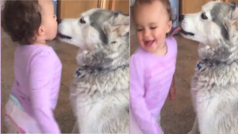 The dog offered the baby a center kiss, cute baby funny video
