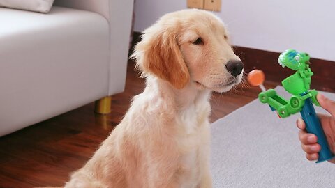 After fooling the golden retriever with a lollipop