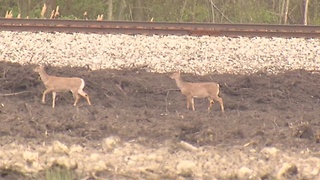 Deer Culling in Mentor