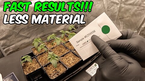 BEST WAY TO FIND FEMALE PLANTS FROM REGULAR SEEDS!!! HOW TO SEX TEST