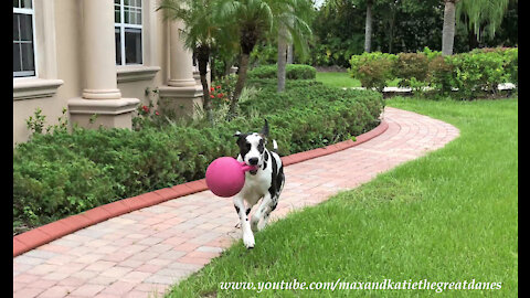 Great Dane Shows Funny Ways To Carry A Jolly Ball Horse Toy