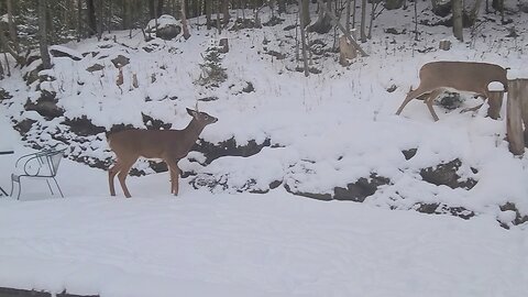 Buck on the property