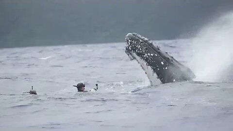 Did humpback came to this diver and wasn’t being harassed...