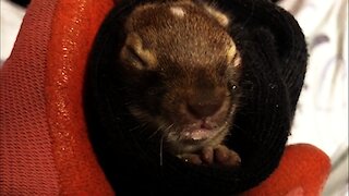 Orphaned baby bunnies stowed away in skid of garden mulch