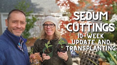 Sedum Cuttings 10-week Update 😀🌿