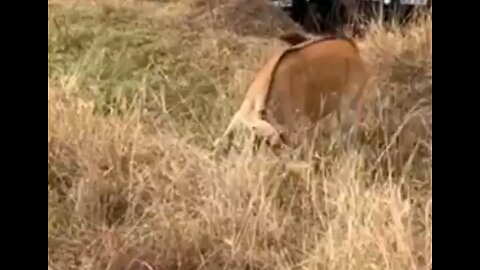 Lioness Takes Down An Eland