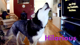 Siberian Husky Max Howling