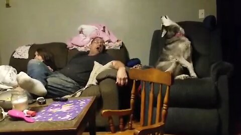 Dad, daughter & husky engage in howling contest