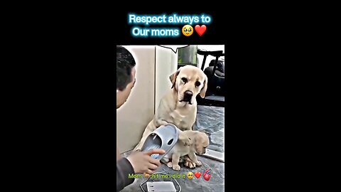 MOM DOG PROTECT CHILD 🥹🫀💔